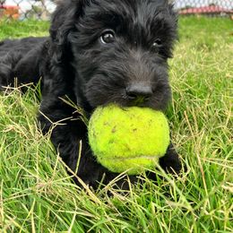 Willow - Goldendoodle