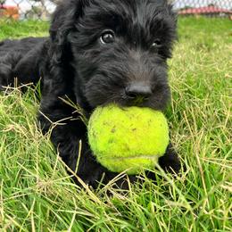 Willow - Goldendoodle