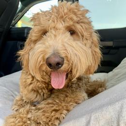 Goldendoodle Puppies from Lundee Doodles