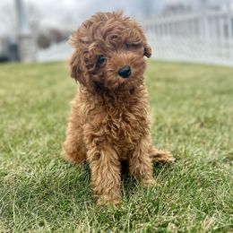 Cavapoo Puppies from Family Raised Mini Cavapoos