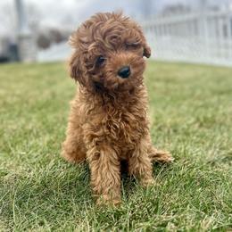 Cavapoo Puppies from Family Raised Mini Cavapoos