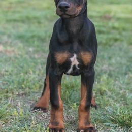 Sky - Black and rust female Doberman Pinscher puppy in Shelby, North Carolina from IronBee Dobermans