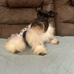 Luna - Miniature Schnauzer