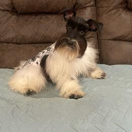 Luna - Miniature Schnauzer