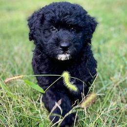 Mr Hamley - Black male Assorted Doodle Crosses puppy in Kansas City, Missouri from Beary GoldenDoodles