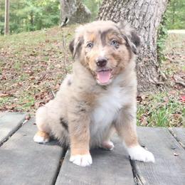 Chroma - Red merle female Australian Shepherd puppy in Macon, Georgia from Shaina’s Shepherds