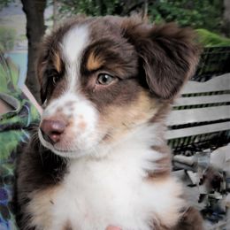Miniature Australian Shepherds from PJ's Aussie Posse