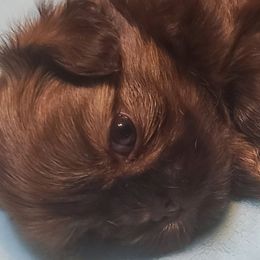 Puppy 1 - Liver male Shih Tzu puppy in Belleville, Michigan from Patricia's Heavenly Earth Angels