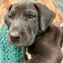 Great Dane Puppies from Florida Danes