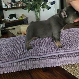 Aspen - Blue female French Bulldog puppy in Asheville, North Carolina from MTO KENNELS