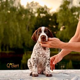 Male Puppy #3 Show/Performance - Liver and white male German Shorthaired Pointer puppy in Kentucky from OutBark Dogs & Kennels