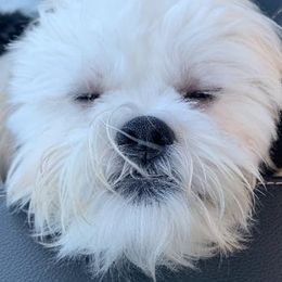 Shichons from Mad Hatter Farm
