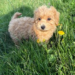 Clea - Apricot female Maltipoo puppy in Feasterville Trevose, Pennsylvania from HMH’s Maltipoos & Cavaliers