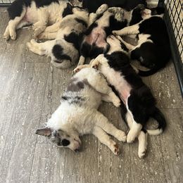 Border Collie Puppies from Roaring River Border Collies