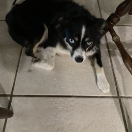 Toy Australian Shepherd All Grown Up from Kennard Ranch Pups