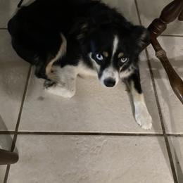 Toy Australian Shepherd All Grown Up from Kennard Ranch Pups