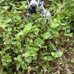 Snorkel - White and black female Dalmatian puppy in Melrose, New Mexico from ECMO Farm Dalmatians & Labrador Retrievers