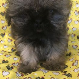 Ernie Oakley - Brindle male Shih Tzu puppy in Greenville, Texas from Your Fuzzy Puppy