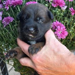 Narcissa - Mahogany female Belgian Malinois puppy in Paris, Kentucky from Z Domu Niedzwiedzia Malinois