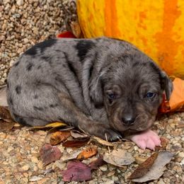 Girl 4 - Blue merle female Catahoula Leopard Dog puppy in Gadsden, Alabama from Rich Cat’s