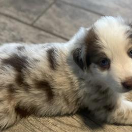 Australian Shepherds from Causey Ranch Aussies/Labrador