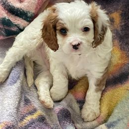 Monty - Blenheim Cavapoo puppy in Lexington, Kentucky from Callaway's Cavaliers
