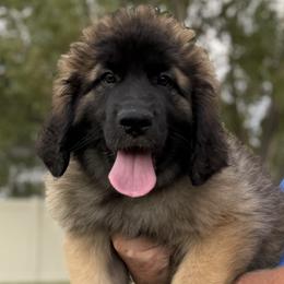 Hot Pink - Reddish brown female Leonberger puppy in Eagle Mountain, Utah from Leo Fidelis Leonbergers