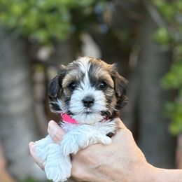 Havanese from Harris Havanese