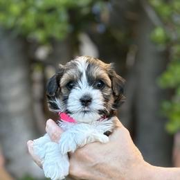 Havanese from Harris Havanese
