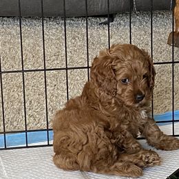Cockapoo Puppies from Coco's Cocopuffs