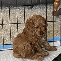 Cockapoo Puppies from Coco's Cocopuffs
