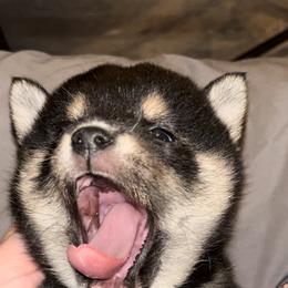 Shiba Inu Puppies from The Animal Farm Shiba Inus & Mameshibas