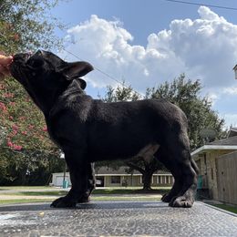 French Bulldog puppies from 4J's Cajun Kennels