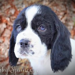 Boy 4 - Black and white male English Springer Spaniel puppy in Great Falls, Montana from Big Sky Springers