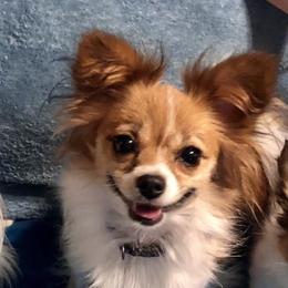 Princess - Papillon