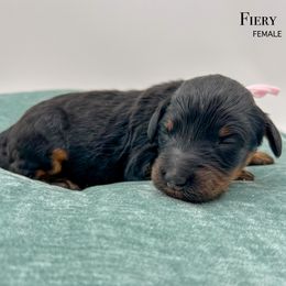 Fiery - Phantom female Bernedoodle puppy in Sunman, Indiana from Brunsman Country Doodles LLC