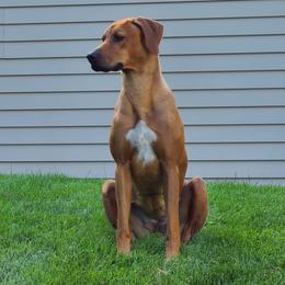 Raven - Rhodesian Ridgeback