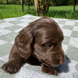 Dachshund Puppies from Rock Bottom Farms