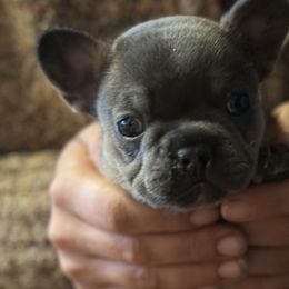 French Bulldogs from Tiny Terrors French bulldogs