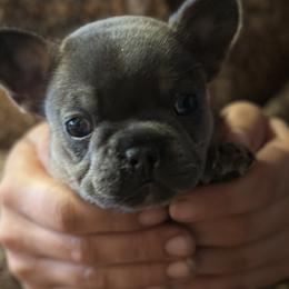 French Bulldogs from Tiny Terrors French bulldogs