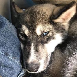 Siberian Husky All Grown Up from Sunrise Siberians