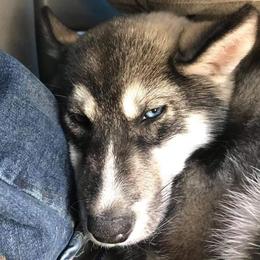 Siberian Husky All Grown Up from Sunrise Siberians