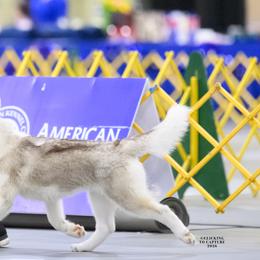 Siberian Huskies from JST Siberians