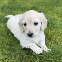 1st Born ee Cream - Cream female Dachshund puppy in Rochester, Washington from Curtiss Dachshunds