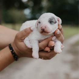 Liberty - Blue merle female Aussiedoodle puppy in Lake City, Florida from North Florida Poodles and Doodles