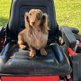 Hershey - Dachshund
