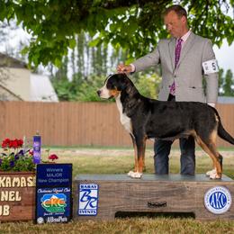 Tula - Black, white and red female Greater Swiss Mountain Dog puppy in Oregon City, Oregon from Runamuck's Greater Swiss Mountain Dogs