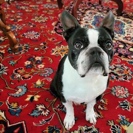 Winchester - Boston Terrier