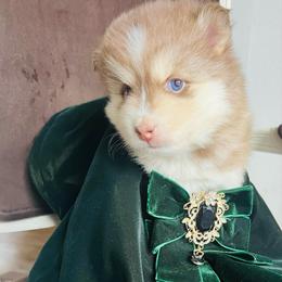 Blaine - Chocolate female Pomsky puppy in Rathdrum, Idaho from Smart Pomskies and Frenchies
