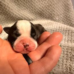Grey - Black and white male Boston Terrier puppy in Hialeah, Florida from K&N Boston Paws